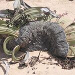 Welwitschia mirabilis Rinde
