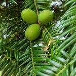 Torreya nucifera 果