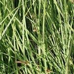 Carex panicea Hostoa