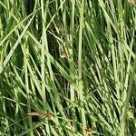 Carex panicea Blatt