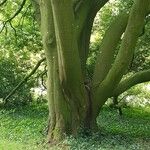 Quercus myrsinifolia خشب
