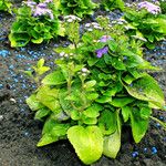 Ageratum houstonianum Habitus