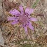 Atractylis humilis Цветок