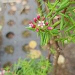 Crassula sarcocaulis Flower