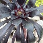 Aeonium arboreum पत्ता