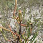 Salicornia bigelovii Fruto