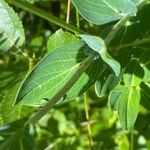 Hypericum richeri Leaf