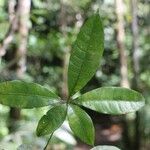 Pachira dolichocalyx Leaf