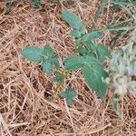 Solanum tuberosum Folla
