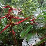 Heliconia monteverdensis Fruit