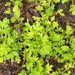 Artemisia princeps Листок