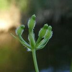 Anthriscus caucalis Fruit