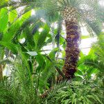 Phoenix canariensis Habit