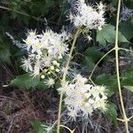 Clematis ligusticifolia Цвят