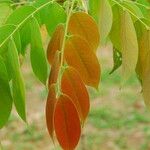 Bobgunnia fistuloides Hoja