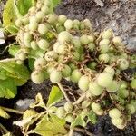 Cyphostemma hypoleucum Fruit