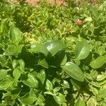 Aptenia cordifolia Лист