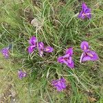 Iris unguicularis Fleur