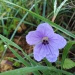 Erodium botrys Квітка