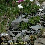 Leucanthemum coronopifolium Habitus