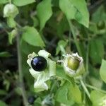 Silene baccifera Vaisius