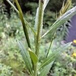 Erysimum virgatum Corteza