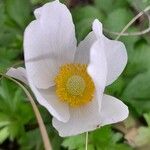 Anemone sylvestris Virág