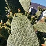 Consolea rubescens Hoja