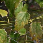 Thunbergia laurifolia List