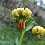 Lilium pyrenaicum 花