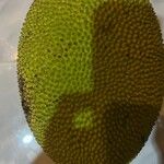 Artocarpus integer Fruit