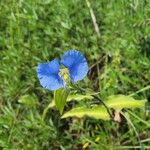 Commelina ensifolia 花