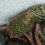 Mammillaria spinosissima 葉