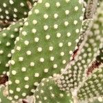 Opuntia microdasys Ŝelo