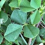 Medicago polymorpha Fuelha