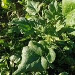 Brassica juncea Leaf