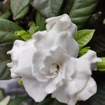 Gardenia augusta Blomst