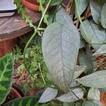 Monstera siltepecana Leaf