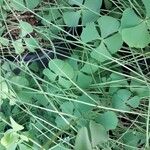 Marsilea quadrifolia Leaf