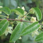 Blepharodon mucronatum 葉