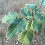 Datura wrightii Leaf