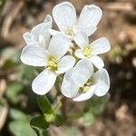 Cardamine resedifolia Žiedas