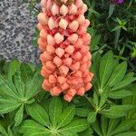 Lupinus polyphyllus 花