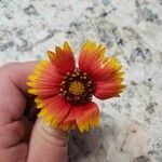 Gaillardia pulchellaFlower