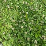 Trifolium repens Листок