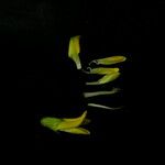Caragana brevispina Floare