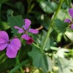 Lunaria annuaफूल