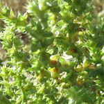 Salsola australis Fruchs