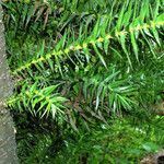 Araucaria angustifolia Liść