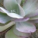 Kalanchoe tetraphylla Habit